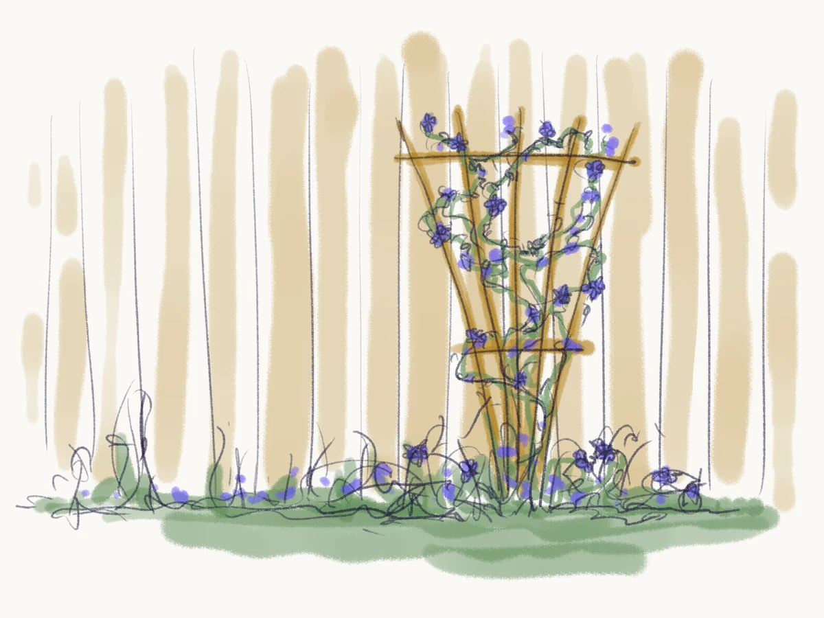 Sketch of a wooden trellis against a fence, with periwinkle vines climbing it.