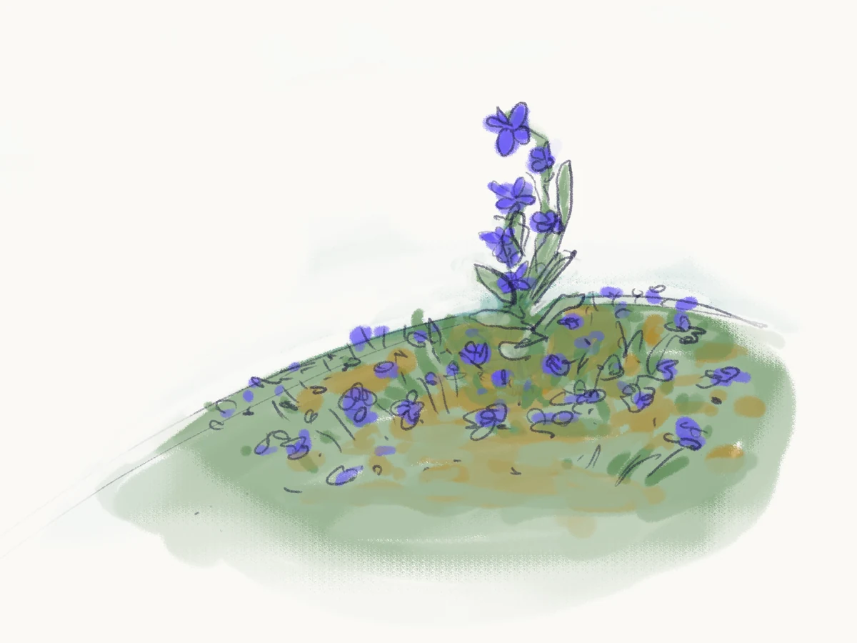 Sketch of one tall periwinkle stem rising above a hillside of smaller flowers.