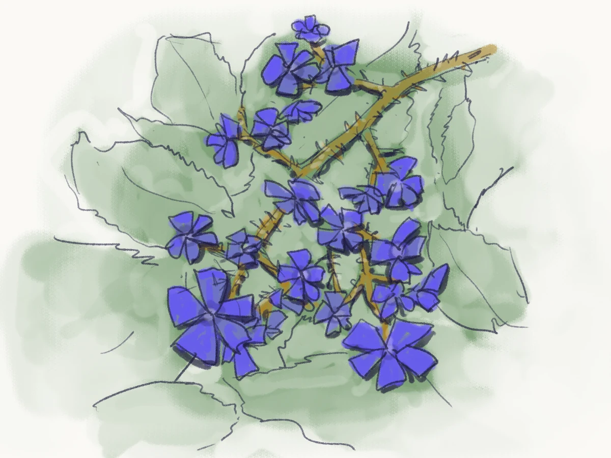 Sketch of periwinkle flowers blooming through a thorny blackberry bramble.